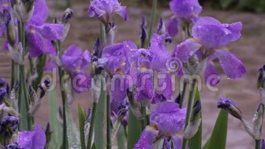 雨水滴在美丽的紫色花朵上。